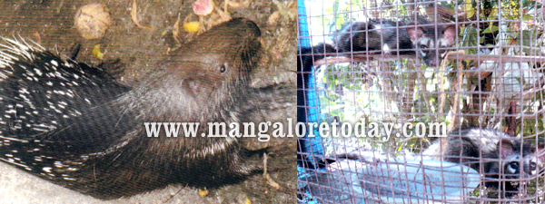 Indian Porcupine and 2 wild cats rescued in Mangalore